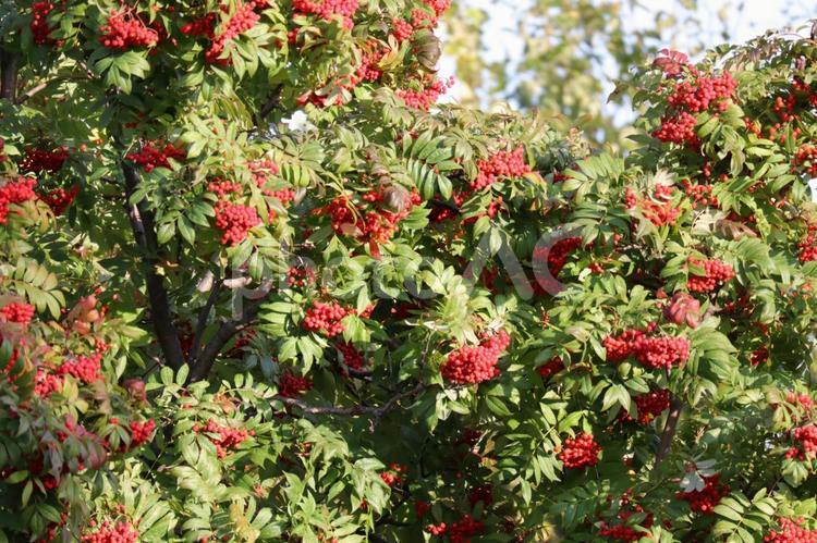 たくさんのナナカマド ナナカマド,植物,赤い実の写真素材