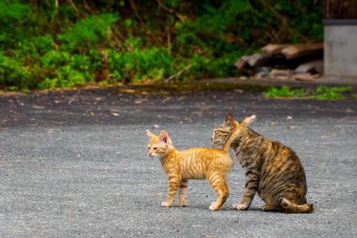 猫(151) 猫(151)の写真