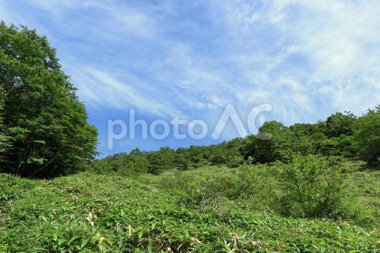 空と草原と木々２ 草原,丘,風景の写真素材