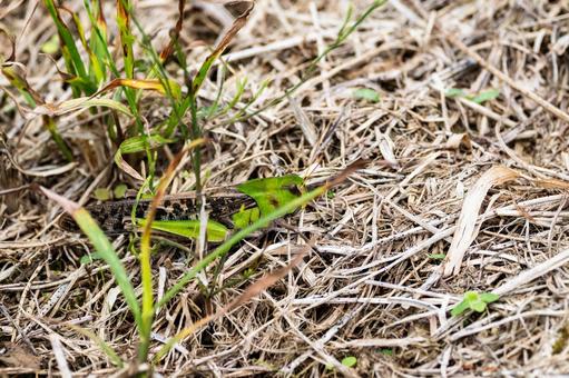 トノサマバッタ⑸の写真