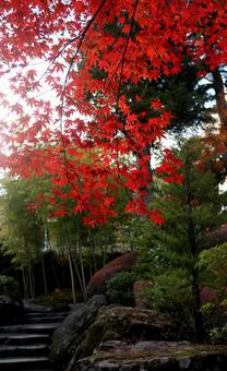 もみじ 秋,もみじ,モミジの写真素材