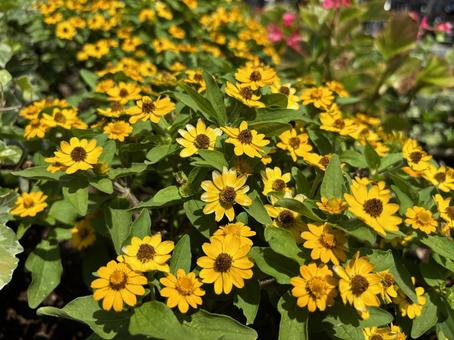 黄色の花 黄色の花の写真