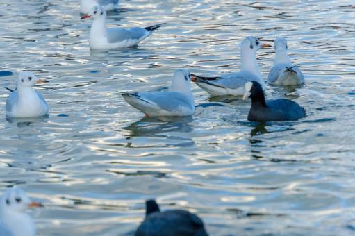 水面を彩る冬の水鳥 水面を彩る冬の水鳥の写真