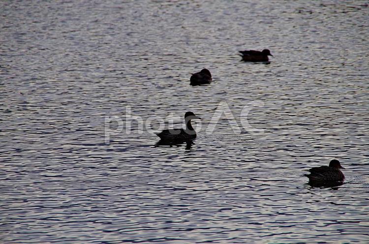 さざなみ光る池と影絵の水鳥 さざなみ,漣,池の写真素材