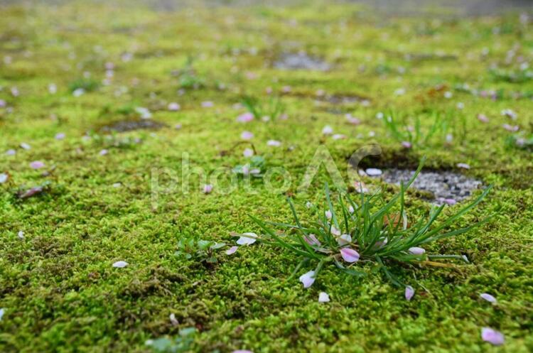 苔と桜 植物,苔,草の写真素材