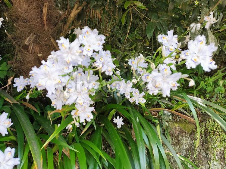 シャガ(コチョウカ)(著莪)の群生 シャガ,著莪,胡蝶花の写真素材