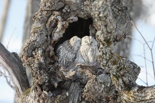エゾフクロウ エゾフクロウの写真