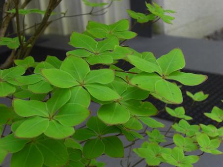 ゴヨウツツジの葉ボケ背景-6 背景,ボケ,ゴヨウツツジの写真素材