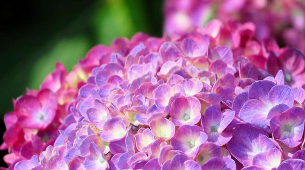 本勝寺のあじさい 本勝寺のあじさい あじさい,紫陽花,梅雨の写真素材