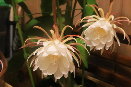 夜中に月花美人が咲きました 月花美人,開花,珍しいの写真素材