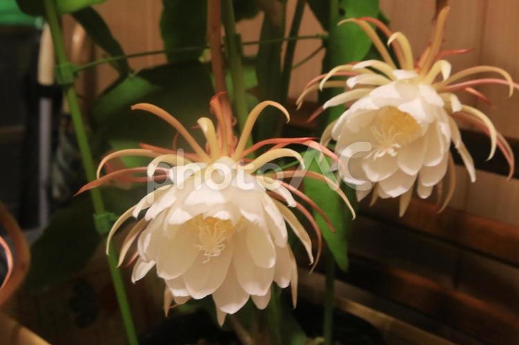 夜中に月花美人が咲きました 月花美人,開花,珍しいの写真素材