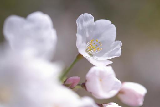 Photo, cerisier, fleurs, pleine floraison, 