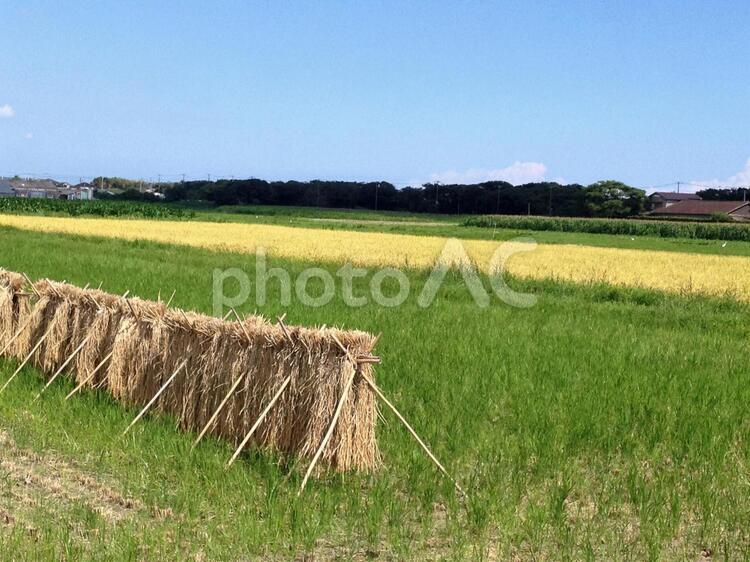 稲の天日干し 稲,天日干し,米の写真素材