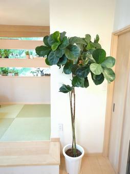 大型観葉植物 カシワバゴムバンビーノ 大型観葉植物 カシワバゴムバンビーノ 大型観葉植物,観葉植物,フィカスの写真素材