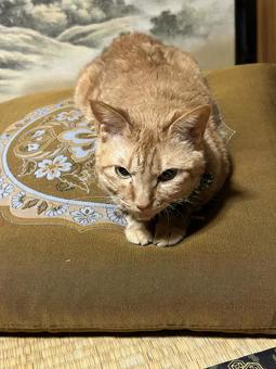 座布団に座るネコ ネコ,生き物,キャットの写真素材