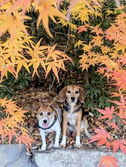 紅葉と僕達② 犬,ビーグル,ジャックラッセルテリアの写真素材