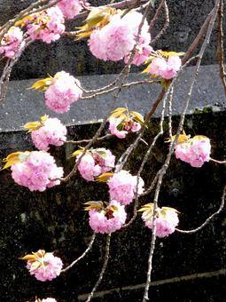 どれも枝の先端で開花した八重桜 どれも枝の先端で開花した八重桜 サクラ,八重桜,花の写真素材