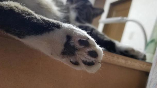 ねこ ねこの写真