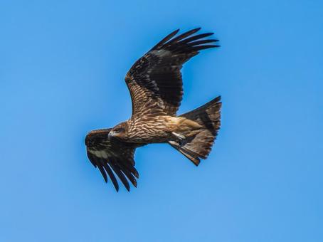 空を飛ぶトビ トビ,鳶,野鳥の写真素材