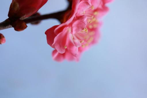 紅梅の花 紅梅の花の写真
