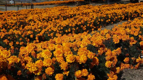 【花の写真】マリーゴールド マリーゴールド,11月,本庄市の写真素材