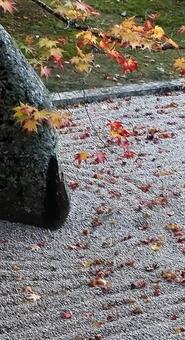 日本庭園のもみじ 日本庭園のもみじの写真