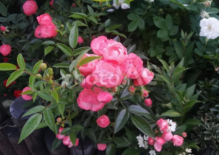 薔薇　バラ　花　野花　外　ピンク 薔薇,バラ,花の写真素材