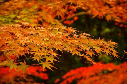 紅葉 秋,もみじ,木の写真素材