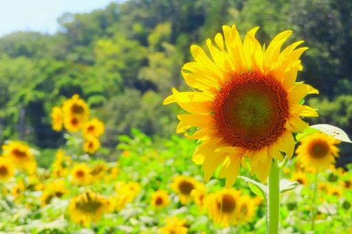 Sunflower field in full bloom, JPG