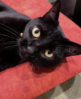 可愛い黒猫 可愛い黒猫の写真