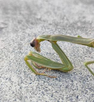 弱ったオオカマキリ オオカマキリ,カマキリ,昆虫の写真素材