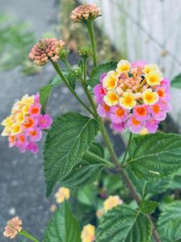 ランタナの花 ランタナの花の写真