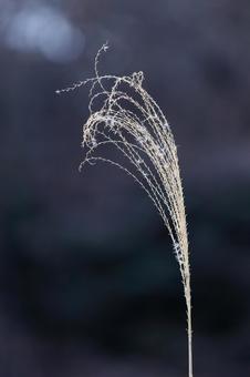 Japanese silver grass vertical photo, JPG