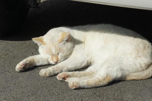 ねこ ねこの写真