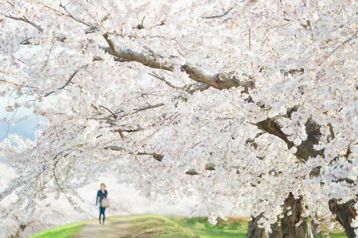 五稜郭公園の桜 ソメイヨシノ,染井吉野,五稜郭の写真素材