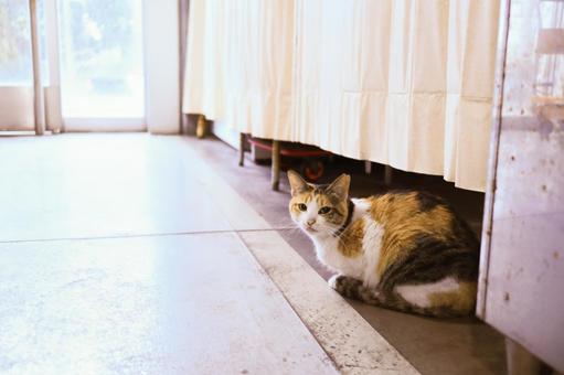 Local cats at the fish market, JPG Local cats at the fish market, JPG