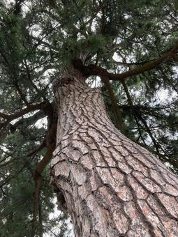 樹木 樹木の写真