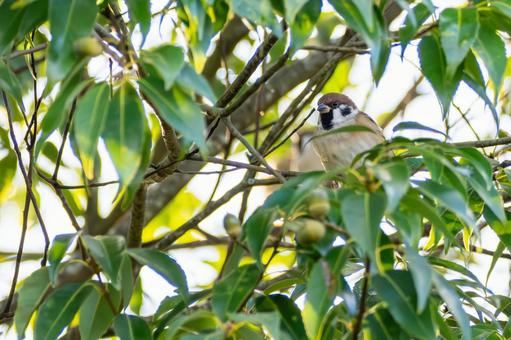 スズメの若鳥⒃の写真
