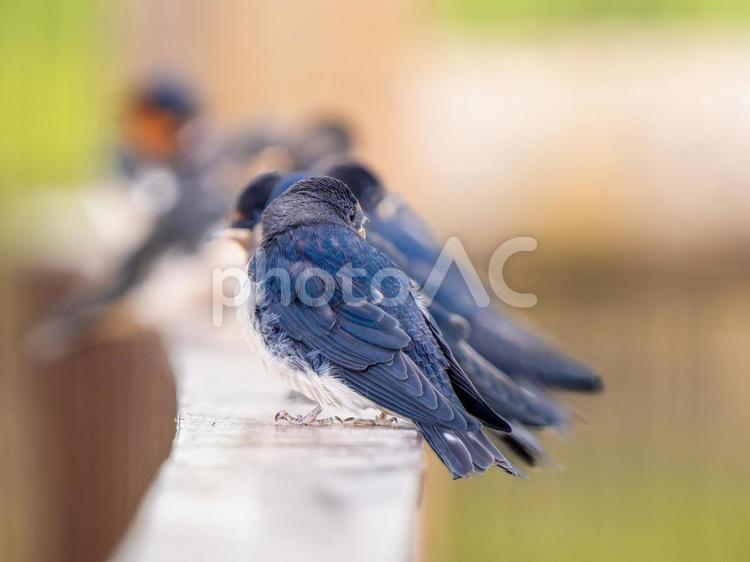 柵にとまるツバメ ツバメ,燕,野鳥の写真素材