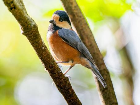 枝にとまるヤマガラ ヤマガラ,野鳥,鳥の写真素材