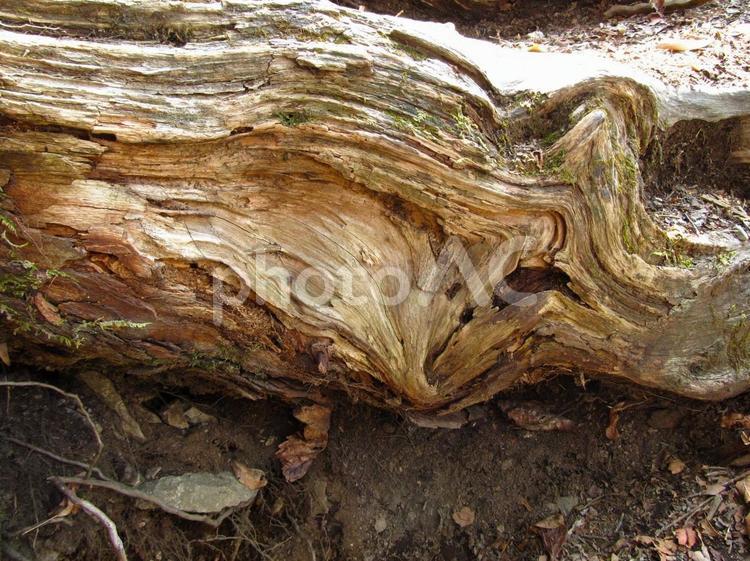 歪んだ朽木の断面 木,木目,歪みの写真素材