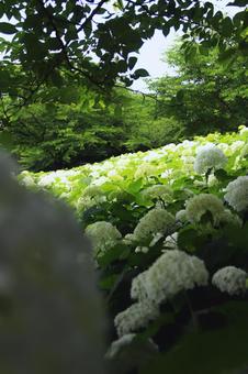 紫陽花 紫陽花の写真