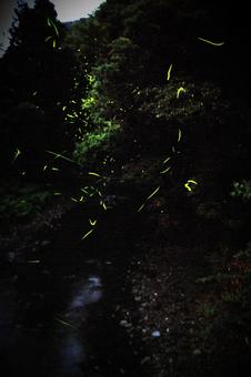ホタル ホタル,蛍,山の写真素材