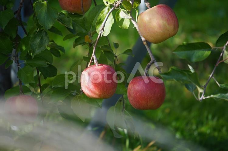 りんごの実 りんご,りんご畑,三春町の写真素材