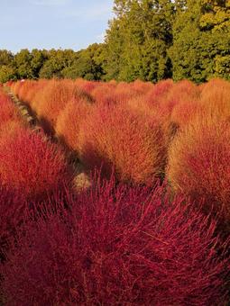 コキア群 花,コキア,赤の写真素材