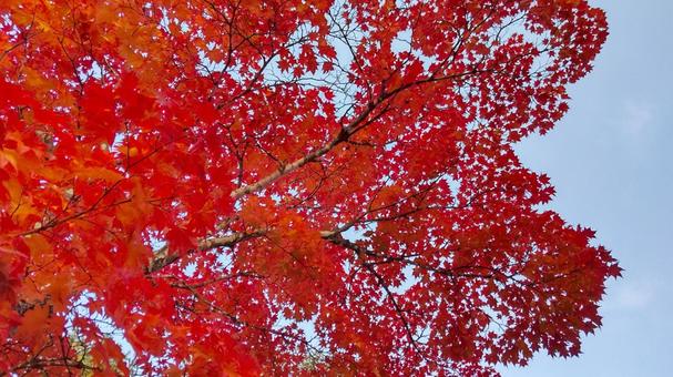 bright autumn leaves, maple, momiji, autumn leaves, JPG