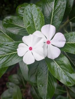 濡れた白いニチニチソウ ニチニチソウ,白,赤の写真素材