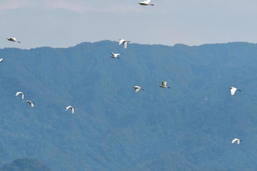飛んでいくサギの群れ 飛んでいくサギの群れ サギ,鳥,野生の写真素材