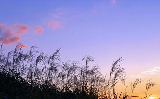 秋の夕空とススキ 秋の夕空とススキ 夕空,ススキ,秋の写真素材