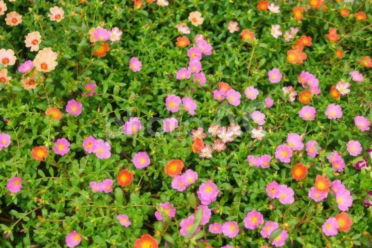 公園に咲くピンクとオレンジの小さな花 小さな花,テクスチャー,背景の写真素材